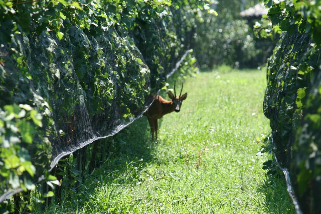 B&B Il Vigneto Melano Luaran gambar